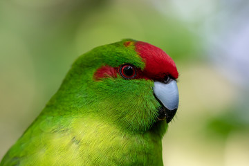 Kakariki Feathers Details 