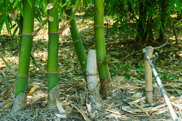 close up bamboo shoot in the garden,BAMBUSA BEECHEYANA MUNRO BEECHEY BAMBOO, SILKBALL