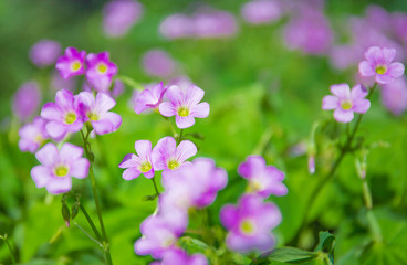 Obraz premium Magenta małe kwiaty kwitnące w trawie na zewnątrz