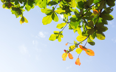 Obraz premium Branches to the sky