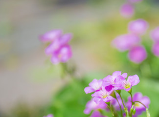 Magenta small wildflowers blooming in the grass outdoors