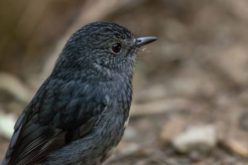 Male North Island Robin 