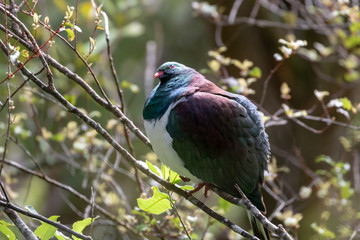 Obraz premium Sunlight Shinning On Plumage Of New Zealand Wood Pigeon 