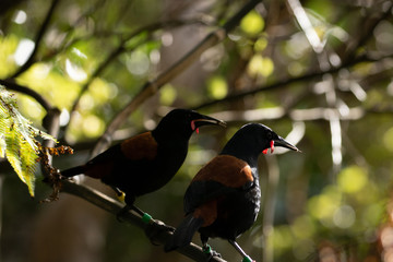 Two Saddleback In New Zealand Forest Reserve 