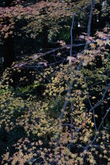 色とりどりの紅葉