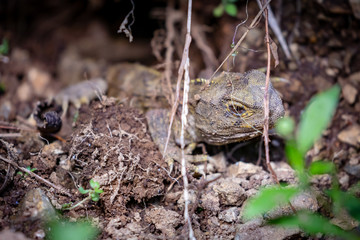 New Zealand Tuatara Camouflages Into Surroundings 