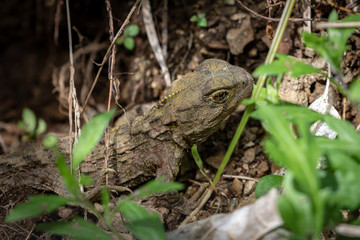 Young New Zealand Endangered Tuatara In Undergrowth 