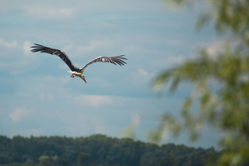 a flying stork in a blue sky
