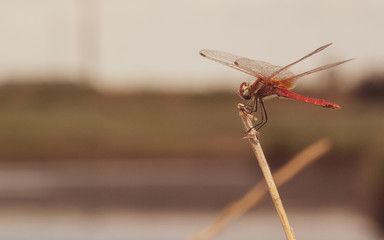Dragonfly on the Milk River in Ukraine