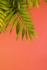 Palm Tropical greenery minimal artistic design