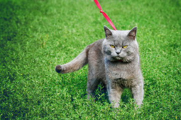 Cat of the British breed on the red leash, copyspace