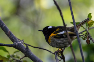 Adorable New Zealand Hihi / Stitchbird 
