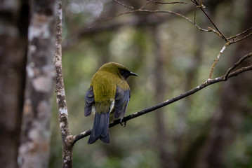 Green Plumage Of New Zealand Bellbird 