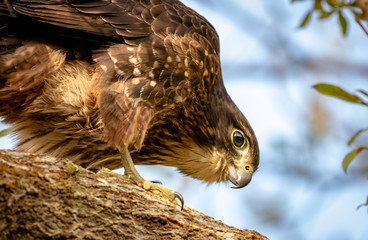 Close Up Of New Zealand Falcon 
