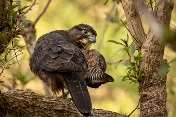 Fototapeta premium New Zealand Falcon Preening 