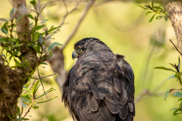 Back Plumage Of New Zealand Falcon 