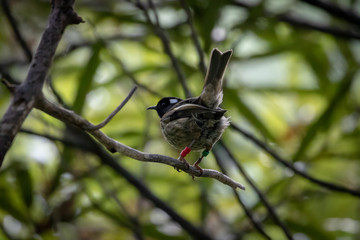 Small New Zealand Hihi On Branch 