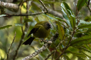 Cute Round Little New Zealand Bellbird 