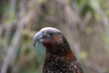 Endangered New Zealand Kaka Portrait 