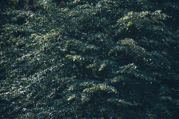 Pattern of green leaves of trees.