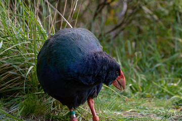 South Island Takahe Is Sanctuary Recovering Pollution 