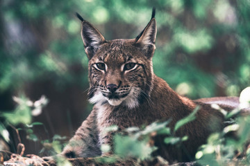 Eurasian lynx lying down between vegetation in woodland.