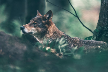 Eurasian wolf roaming in woodland. Side view.