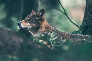 Papier Peint photo autocollant Loup Loup eurasien errant dans les bois. Vue de côté.