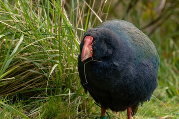 South Island Takahe Searches For Food 