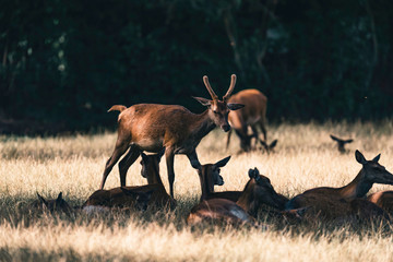 Young red deer buck in field between females.