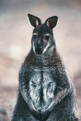 Sitting wallaby looking straight into camera. © ysbrandcosijn