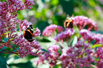 Eupatorium purpureum in garden. Butterfly on purple flowers of Eupatorium.