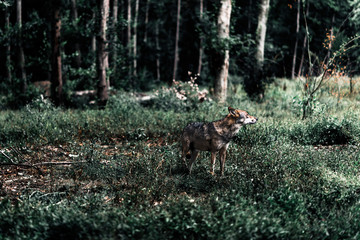 Wolf standing between shrubs in forest.