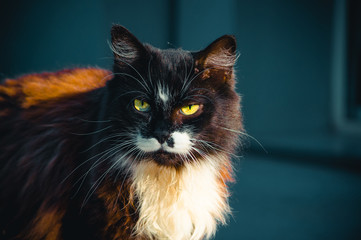 A portrait of a big fluffy cat with beautiful bright yellow eyes looking on the right. Fur of three colours. Blue backrtound
