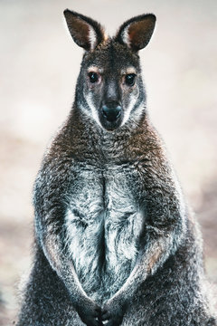 Sitting wallaby looking straight into camera.