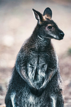 Sitting wallaby looking to the right.
