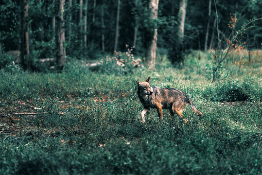 Fototapeta Eurasian wolf strolling between shrubs in forest.