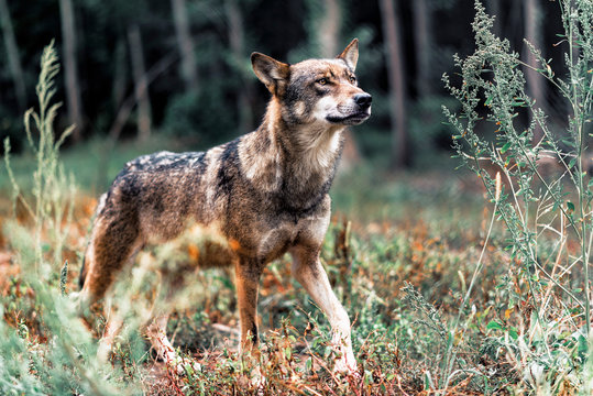 Fototapeta Eurasian wolf walking between bushes in forest.