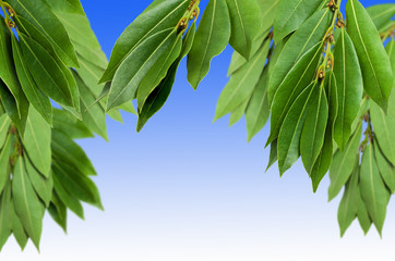 Green fresh laurel branches