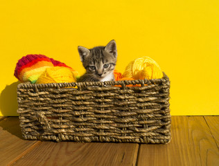 Fototapeta na wymiar The kitten sits in a basket with balls of wool.