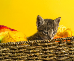 Naklejka na ściany i meble The kitten sits in a basket with balls of wool.