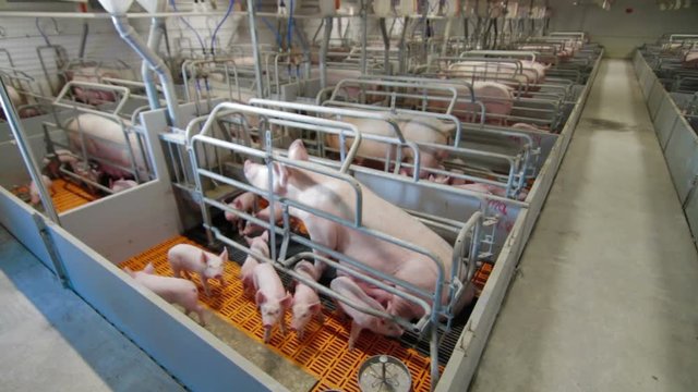 Modern industrial pig farm