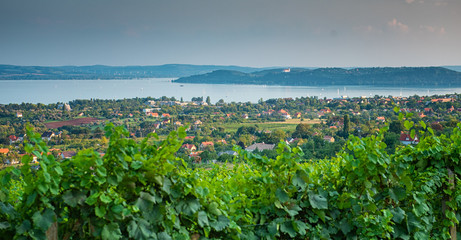 Fototapeta na wymiar Nice vineyard in Hungary at lake Balaton