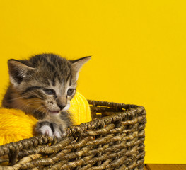 The kitten sits in a basket with balls of wool.