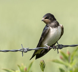 Swallow