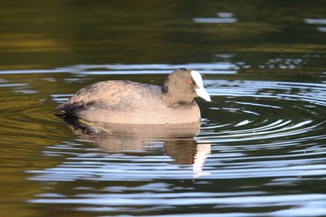 Coot swimming in the water