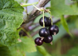 Black currant bush