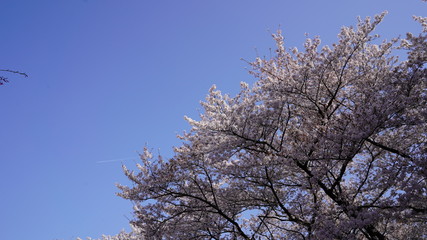 桜2018_01