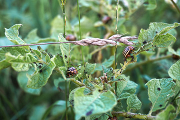 Malicious insect on green potatoes. Colorado beetle harms gardening. Stock Photo