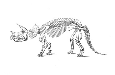Illustration of dinosaur  © ruskpp